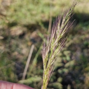 Dichelachne sp. at Rocky Hill War Memorial Park and Bush Reserve, Goulburn - 29 May 2024 02:25 PM