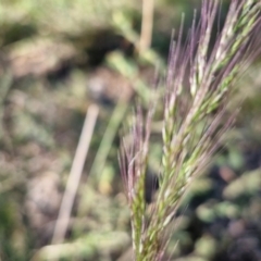 Dichelachne sp. at Rocky Hill War Memorial Park and Bush Reserve, Goulburn - 29 May 2024 02:25 PM