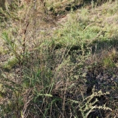 Dichelachne sp. at Rocky Hill War Memorial Park and Bush Reserve, Goulburn - 29 May 2024