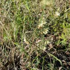 Melichrus urceolatus at Rocky Hill War Memorial Park and Bush Reserve, Goulburn - 29 May 2024 02:24 PM