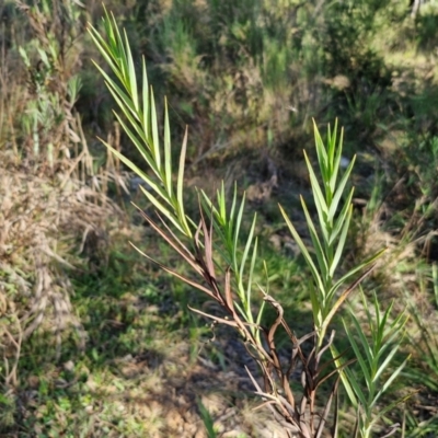 Stypandra glauca (Nodding Blue Lily) at Rocky Hill War Memorial Park and Bush Reserve, Goulburn - 29 May 2024 by trevorpreston