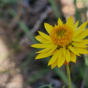 Xerochrysum viscosum at Rocky Hill War Memorial Park and Bush Reserve, Goulburn - 29 May 2024 02:23 PM