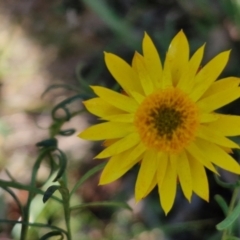 Xerochrysum viscosum at Rocky Hill War Memorial Park and Bush Reserve, Goulburn - 29 May 2024 02:23 PM