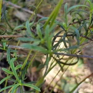 Xerochrysum viscosum at Rocky Hill War Memorial Park and Bush Reserve, Goulburn - 29 May 2024 02:23 PM