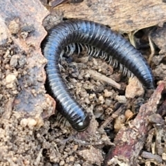 Ommatoiulus moreleti (Portuguese Millipede) at Goulburn Mulwaree Council - 29 May 2024 by trevorpreston