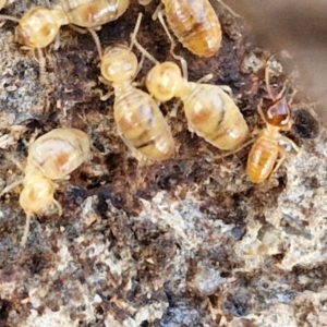Nasutitermes (genus) at Rocky Hill War Memorial Park and Bush Reserve, Goulburn - suppressed