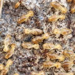 Nasutitermes (genus) at Rocky Hill War Memorial Park and Bush Reserve, Goulburn - suppressed
