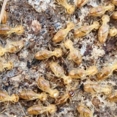 Nasutitermes (genus) at Rocky Hill War Memorial Park and Bush Reserve, Goulburn - suppressed