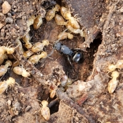 Polyrhachis sp. (genus) (A spiny ant) at Rocky Hill War Memorial Park and Bush Reserve, Goulburn - 29 May 2024 by trevorpreston