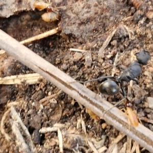 Polyrhachis sp. (genus) at Rocky Hill War Memorial Park and Bush Reserve, Goulburn - 29 May 2024