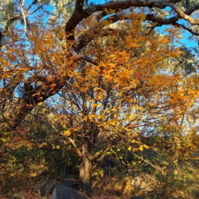 Sorbus domestica (Service Tree) at O'Malley, ACT - 29 May 2024 by Mike