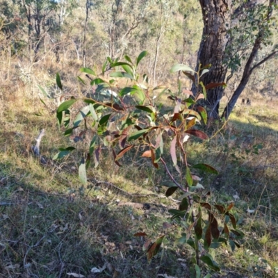 Acacia pycnantha (Golden Wattle) at Mount Mugga Mugga - 29 May 2024 by Mike