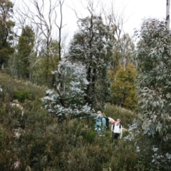 Eucalyptus cinerea subsp. triplex (Blue Gum Hill Argyle Apple) at Namadgi National Park - 27 Jun 2010 by Steve818