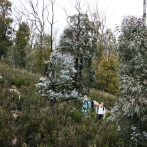 Eucalyptus cinerea subsp. triplex at Namadgi National Park - 27 Jun 2010