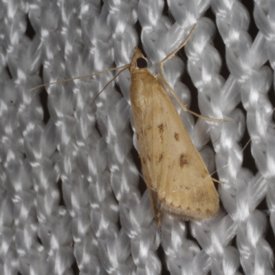 Achyra nigrirenalis (A Crambid moth (Pyraustinae) at Morton Plains, VIC - 18 Feb 2017 by WendyEM