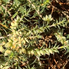 Melichrus urceolatus (Urn Heath) at Isaacs Ridge and Nearby - 29 May 2024 by Mike