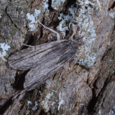 Calathusa thermosticha (Hypeninae) at Morton Plains, VIC - 18 Feb 2017 by WendyEM