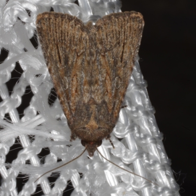 Ectopatria mundoides (Brown Saltbush Moth) at Morton Plains, VIC - 19 Feb 2017 by WendyEM