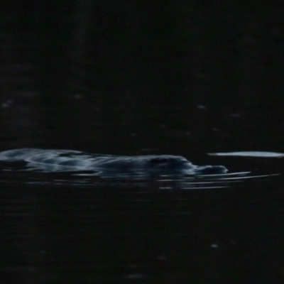 Ornithorhynchus anatinus (Platypus) at Jerrabomberra Wetlands - 29 May 2024 by davidcunninghamwildlife