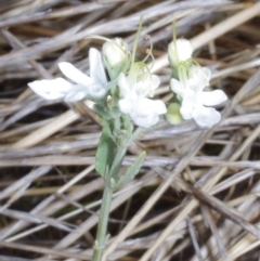 Teucrium racemosum (Grey Germander) at Morton Plains, VIC - 5 Feb 2017 by WendyEM