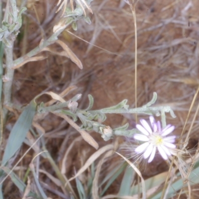 Vittadinia gracilis (New Holland Daisy) at Morton Plains, VIC - 5 Feb 2017 by WendyEM