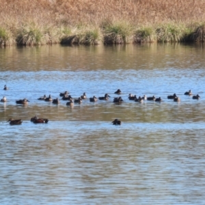 Spatula rhynchotis at Jerrabomberra Wetlands - 28 May 2024 01:02 PM