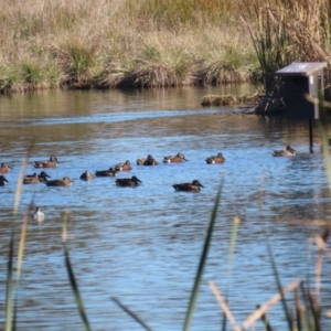 Spatula rhynchotis at Jerrabomberra Wetlands - 28 May 2024 01:02 PM