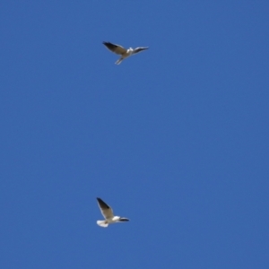 Elanus axillaris at Jerrabomberra Wetlands - 28 May 2024