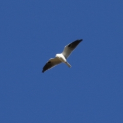 Elanus axillaris at Jerrabomberra Wetlands - 28 May 2024