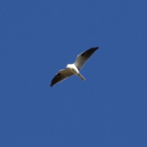 Elanus axillaris at Jerrabomberra Wetlands - 28 May 2024