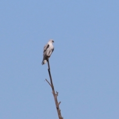 Elanus axillaris at Jerrabomberra Wetlands - 28 May 2024