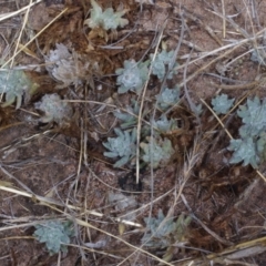 Maireana excavata (Bottle Fissure-Plant) at Morton Plains, VIC - 5 Feb 2017 by WendyEM