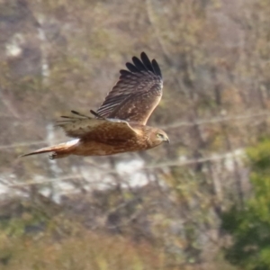 Circus approximans at Jerrabomberra Wetlands - 28 May 2024