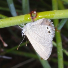 Nacaduba biocellata (Two-spotted Line-Blue) at Morton Plains, VIC - 5 Feb 2017 by WendyEM