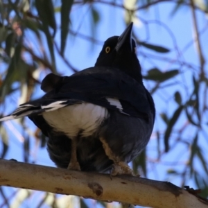 Strepera graculina at Jerrabomberra Wetlands - 28 May 2024