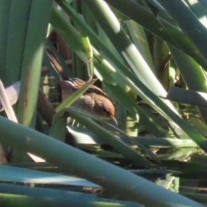 Poodytes gramineus at Jerrabomberra Wetlands - 28 May 2024