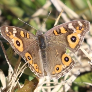 Junonia villida at Jerrabomberra Wetlands - 28 May 2024 01:30 PM