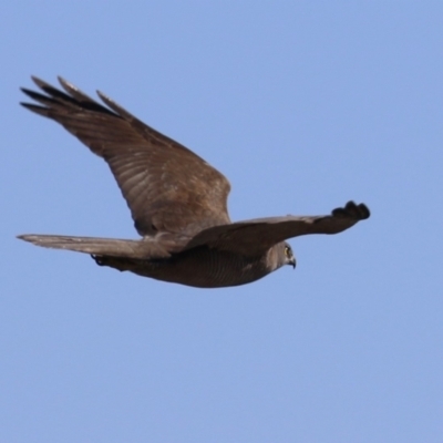 Accipiter fasciatus (Brown Goshawk) at Jerrabomberra Wetlands - 28 May 2024 by RodDeb