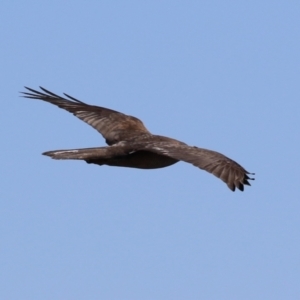 Tachyspiza fasciata at Jerrabomberra Wetlands - 28 May 2024