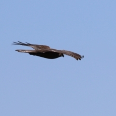 Tachyspiza fasciata at Jerrabomberra Wetlands - 28 May 2024