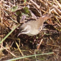 Sericornis frontalis (White-browed Scrubwren) at Jerrabomberra Wetlands - 28 May 2024 by RodDeb