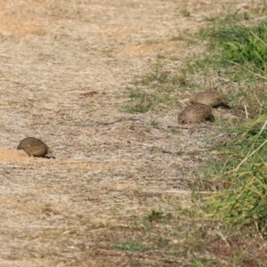 Synoicus ypsilophorus at Jerrabomberra Wetlands - 28 May 2024