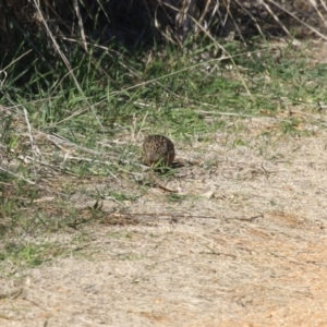 Synoicus ypsilophorus at Jerrabomberra Wetlands - 28 May 2024