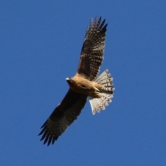 Hieraaetus morphnoides (Little Eagle) by RodDeb