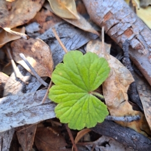 Hydrocotyle laxiflora at Birrigai - 28 May 2024