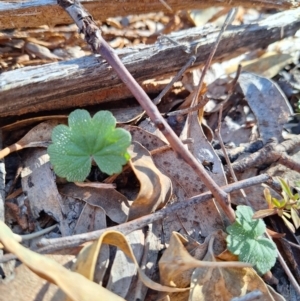 Hydrocotyle laxiflora at Birrigai - 28 May 2024