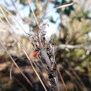 Gahnia subaequiglumis at Deua National Park (CNM area) - 29 May 2024 11:40 AM