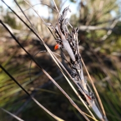 Gahnia subaequiglumis at Deua National Park (CNM area) - 29 May 2024 11:40 AM