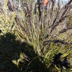 Gahnia subaequiglumis at Deua National Park (CNM area) - 29 May 2024 11:40 AM