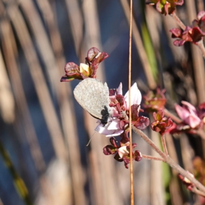 Zizina otis (Common Grass-Blue) at Deua National Park (CNM area) - 29 May 2024 by RobG1